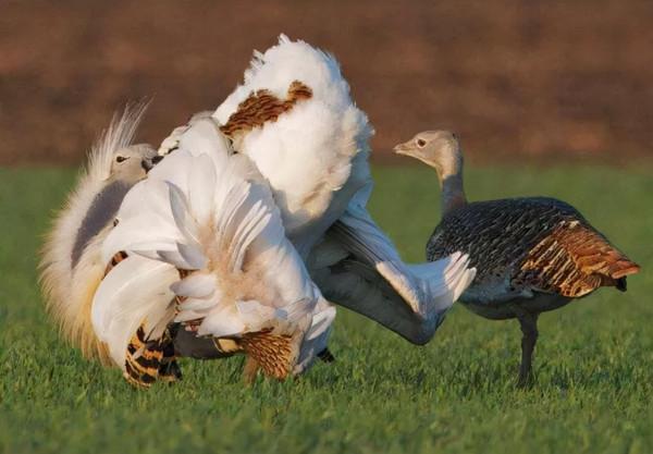 倒黴的考拉的一生:小時候吃屎,長大中毒 倒黴的考拉的一生:小時候吃屎,長大中毒