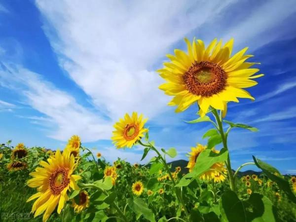 即使生活一地雞毛,也別慌慌張張,要活得優雅從容 即使生活一地雞毛,也別慌慌張張,要活得優雅從容