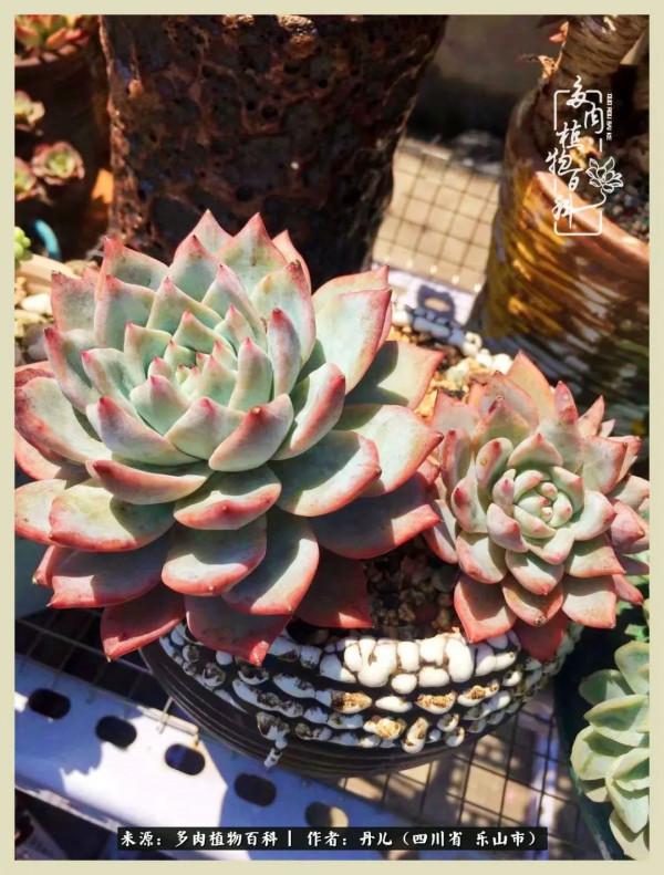 我的長生草秘密花園4：收集整理也是一種快樂