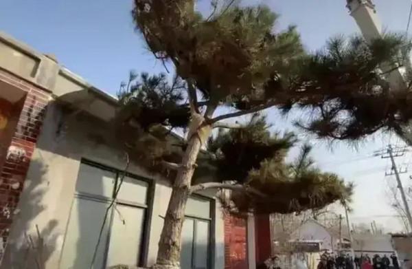 大衣哥朱之文為了打造花園，請來吊車栽下了兩棵碗口粗的松樹