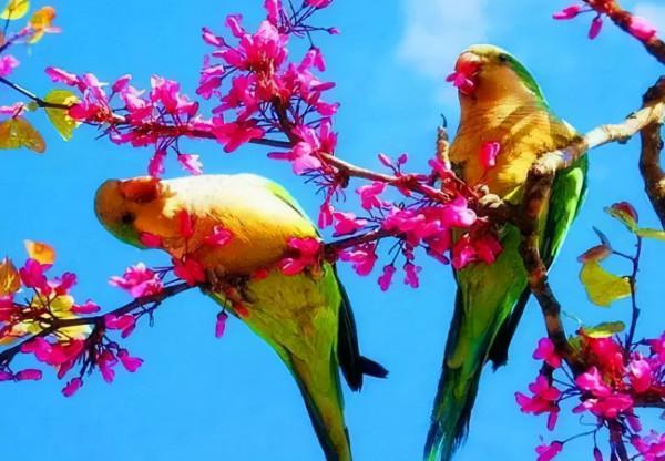 50只美麗的鳥兒，鳥語花香，鶯歌燕舞，真的太美了