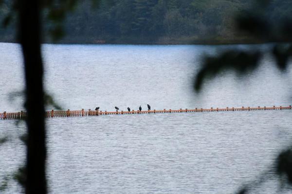 遺世而獨立的杜鵑湖最美