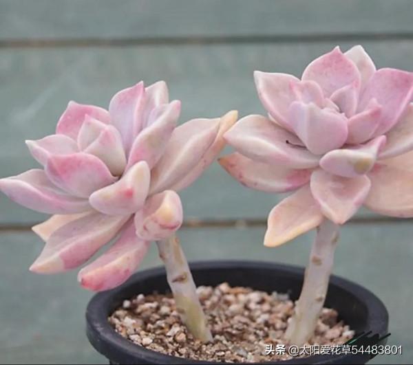 多肉紫霧怎麼養殖?掌握5點,出狀態粉嫩粉嫩的,太漂亮了 多肉紫霧怎麼養殖?掌握5點,出狀態粉嫩粉嫩的,太漂亮了