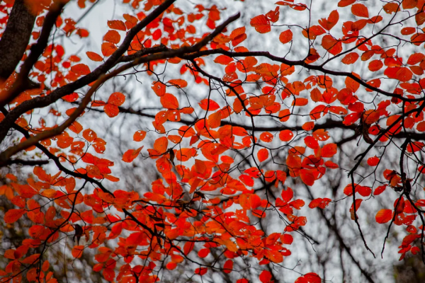 沿途皆如天堂!這10條深秋路線,去過一半就邂逅中國大半的美 沿途皆如天堂!這10條深秋路線,去過一半就邂逅中國大半的美