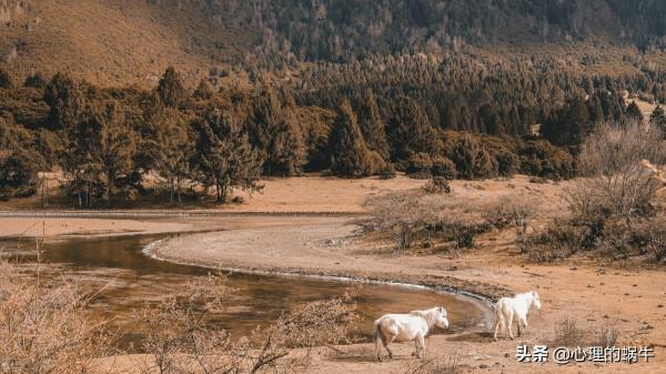 大年初二，我在虛擬世界裡撿羊糞