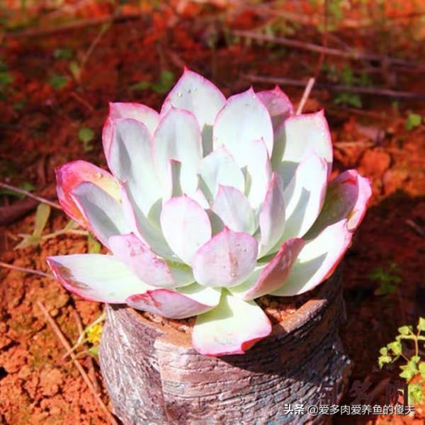 多肉植物中的“薄葉三仙”如何養護才能仙氣飄飄，如荷花立於水中