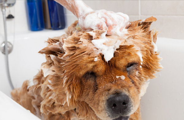 鬆獅犬這幾個“缺點”，真的勸退我了