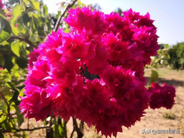 海南風光美（030）來海南一個月網友的點評