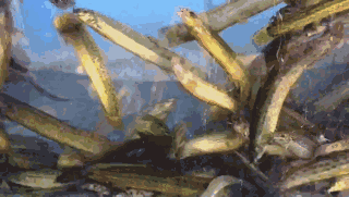 人間重口味，廣東的內行人都吃它