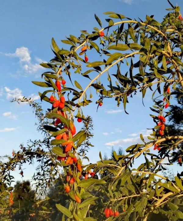 大美新疆自駕遊——從若羌到格爾木,依依不捨離開新疆 大美新疆自駕遊——從若羌到格爾木,依依不捨離開新疆
