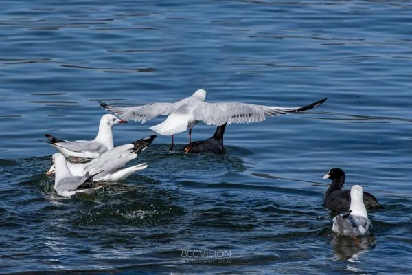 快來，瀘沽湖的冬日精靈，想和你交個朋友！