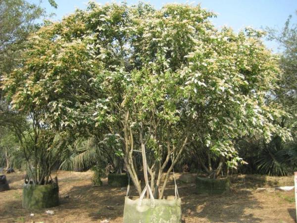 實用分享丨30款大型開花樹種介紹,白似雪、黃似陽、紅似霞,美翻 實用分享丨30款大型開花樹種介紹,白似雪、黃似陽、紅似霞,美翻