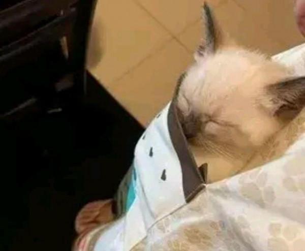 貓媽嫌帶6娃太辛苦,找了個“託兒所”,女孩:你交伙食費了嗎? 貓媽嫌帶6娃太辛苦,找了個“託兒所”,女孩:你交伙食費了嗎?