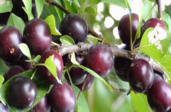 神奇水果——植物非試管高效快繁櫻桃李 神奇水果——植物非試管高效快繁櫻桃李