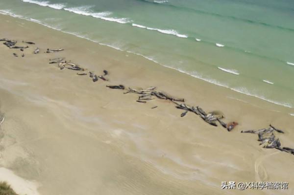 動物比人更深情,面對同伴死去,動物哀悼的方式讓人心酸、淚目 動物比人更深情,面對同伴死去,動物哀悼的方式讓人心酸、淚目