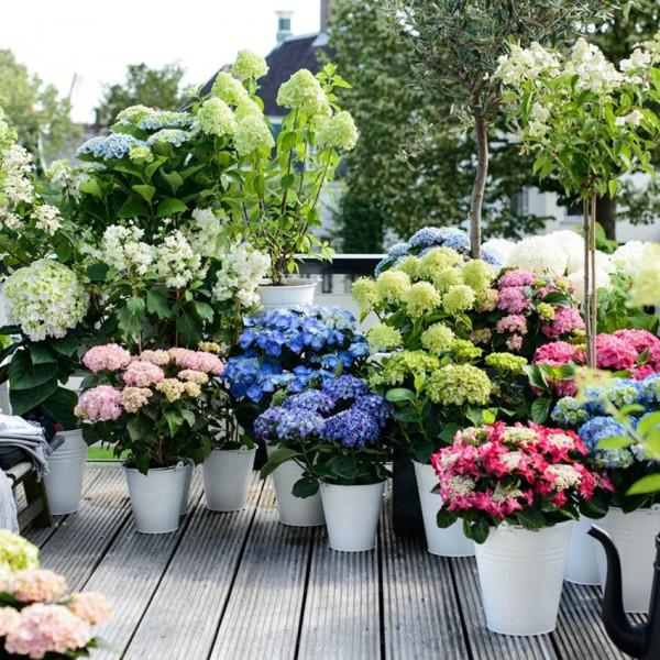 家裡光線差，就養17種“陰性花”，漂亮有格調，貴氣又吉利