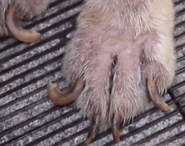 重慶：因為病痛而滄桑，許久沒人撫摸的拉布拉多，獲救後露出微笑