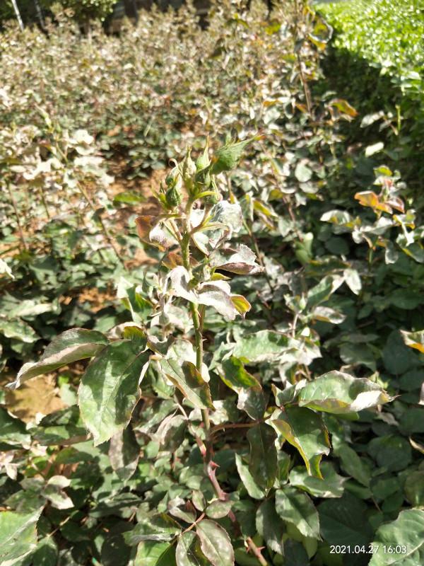 防治好這些病蟲害,讓您的月季更美麗 防治好這些病蟲害,讓您的月季更美麗