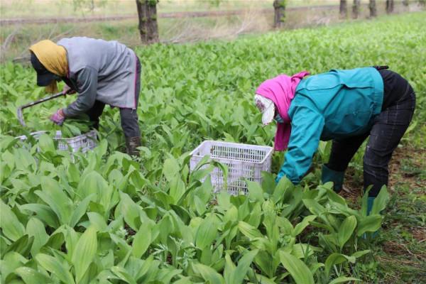 懸崖縫隙長出兩根野山蔥一斤賣10塊，大哥在地裡種一畝，創收2萬