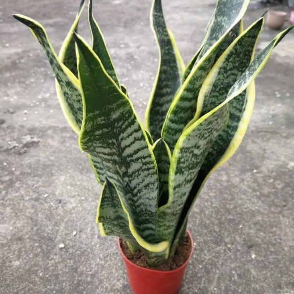 新房裝修完,養盆“天然淨化器”,淨化空氣身體棒 新房裝修完,養盆“天然淨化器”,淨化空氣身體棒