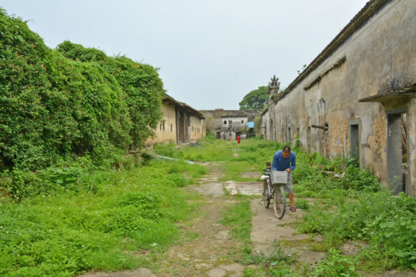 200多年曆史的客家圍屋,有兩個足球場大,卻被荒草掩蓋 200多年曆史的客家圍屋,有兩個足球場大,卻被荒草掩蓋
