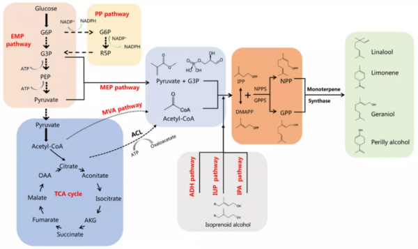 合成生物學會給發酵工業帶來深刻變革丨專訪天科大教授於愛群 合成生物學會給發酵工業帶來深刻變革丨專訪天科大教授於愛群