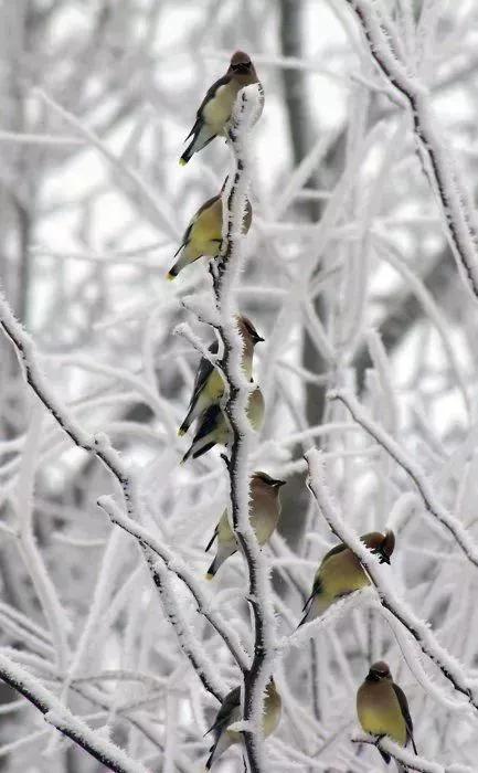 雪中精靈，太美了