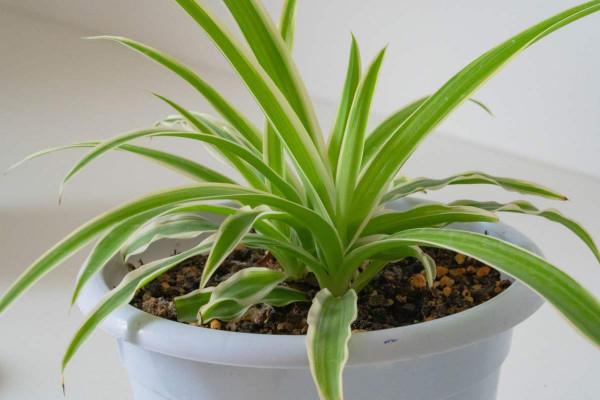 花期特短的4種花，美麗只在剎那間，能看到的都是緣分