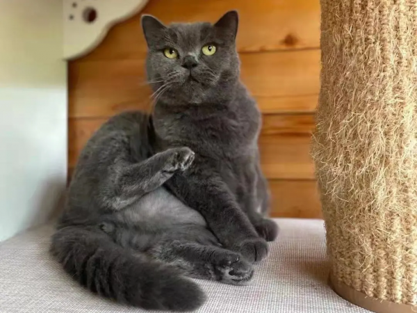 《論“肚腩”對小貓咪的重要性》