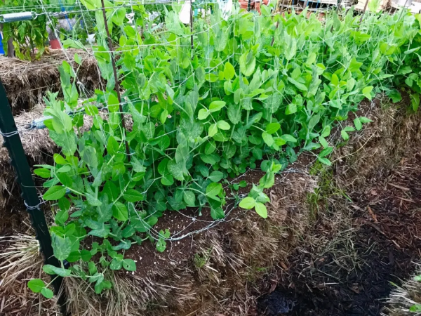 都在喊種菜，這幾種蔬菜一個月就能採收，陽臺也能種