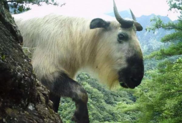 神獸出沒!四川九頂山又發現多隻“六不像”,比大熊貓還珍貴 神獸出沒!四川九頂山又發現多隻“六不像”,比大熊貓還珍貴