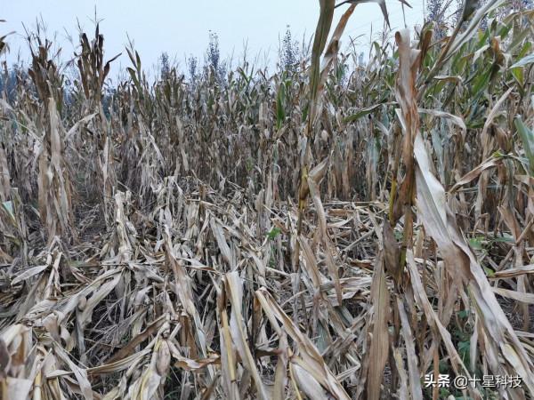 明年種玉米：科技素質高的人，要選“高抗莖腐病”的品種