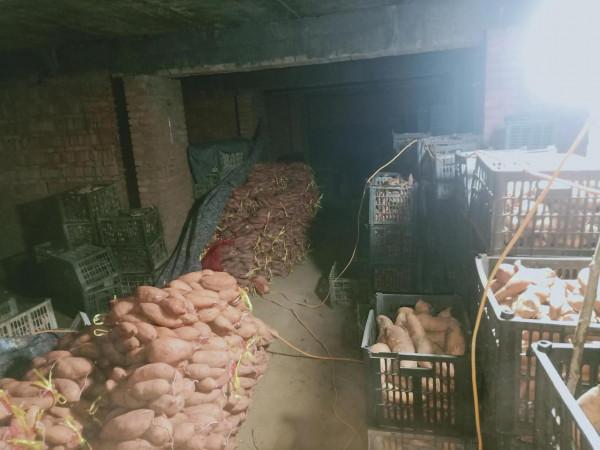 為什麼紅薯價格差距幾倍？