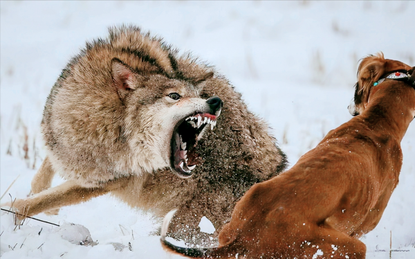 民間老故事：獵狼犬巴猛的故事
