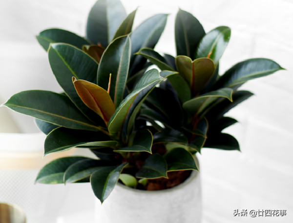 適合客廳養的4種花，壽命長寓意好，大氣有格調，養護很簡單