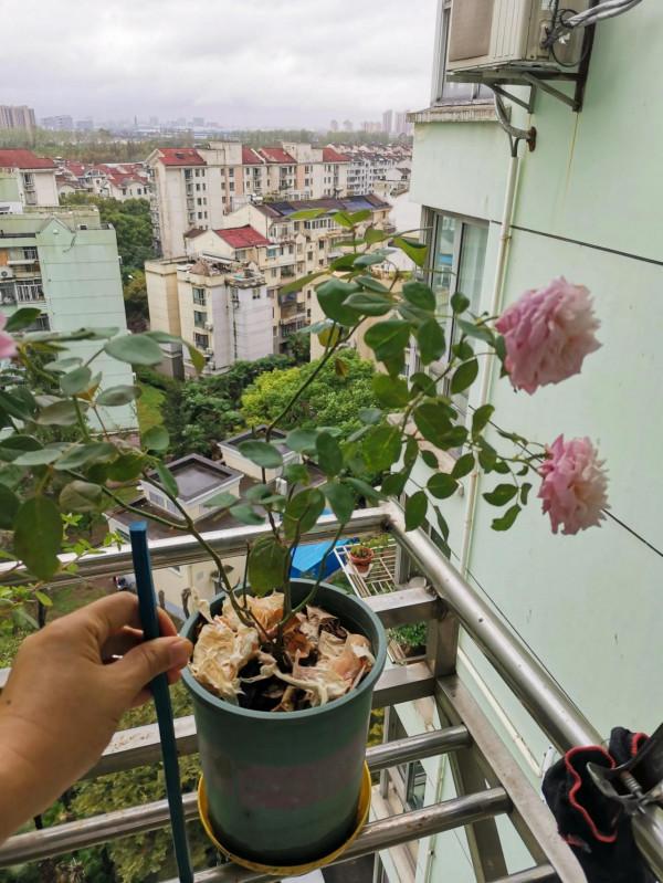 狠剪月季…… 狠剪月季……