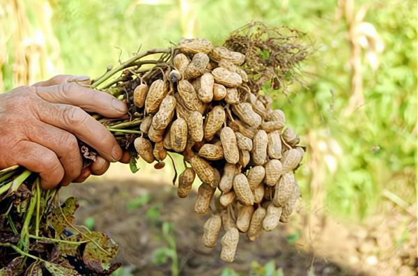 花生為什麼要適時收穫？過早過晚會減產，如何判斷最佳收穫期？