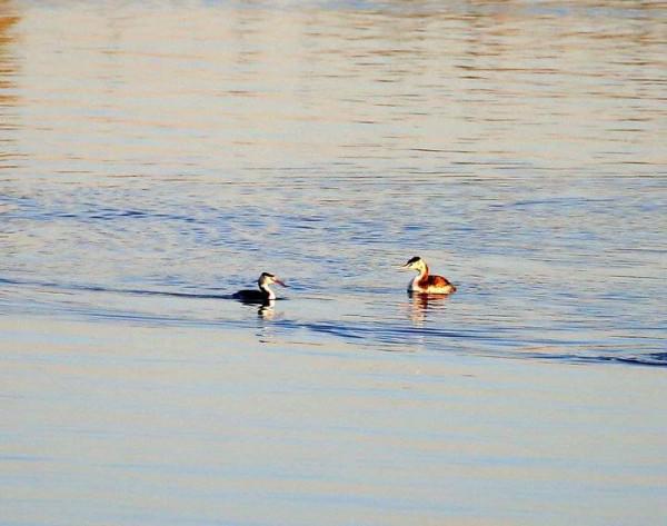 美麗水鳥—鳳頭鸊鷉