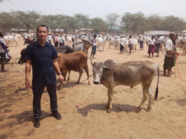 2022年中國肉牛行情走勢分析