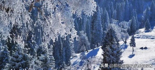 大雪｜那拉提的雪景讓你心動了嗎？