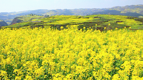 羅平馬街，一個把田地種成了風景畫的地方，山區賞花正當時哦