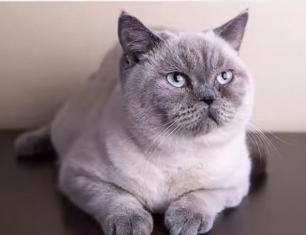 品種溯源識別系列之:重點色短毛貓 品種溯源識別系列之:重點色短毛貓