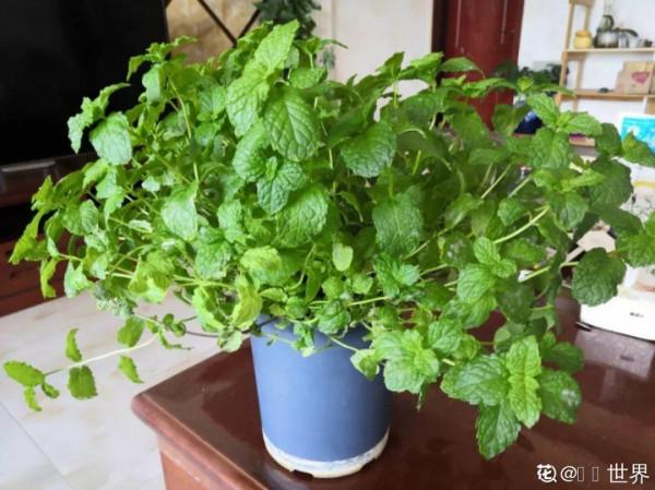 人養花,花也養人,這15種花,越養家裡越乾淨 人養花,花也養人,這15種花,越養家裡越乾淨