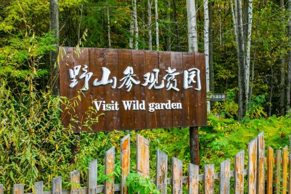 一根野山參800元？綁紅繩、供奉山神，長白山挖參人的千古規矩