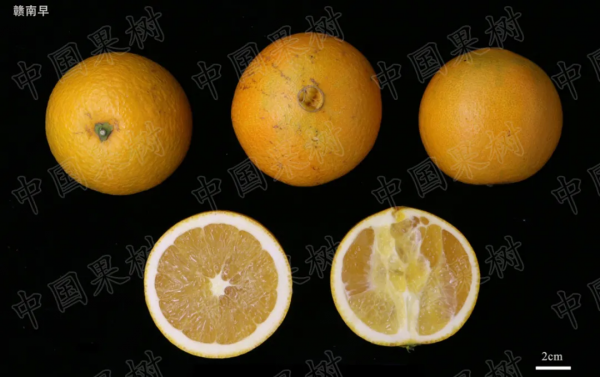 2021年中國柑橘產業報告