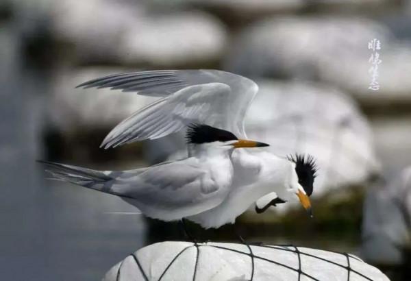 為了保護瀕危水鳥,有人去偷蛋,有人放棄年薪百萬 為了保護瀕危水鳥,有人去偷蛋,有人放棄年薪百萬