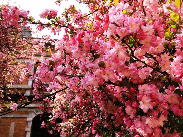 有院子就種“五種樹”,“老祖宗”留下的吉祥話,不是沒有道理 有院子就種“五種樹”,“老祖宗”留下的吉祥話,不是沒有道理