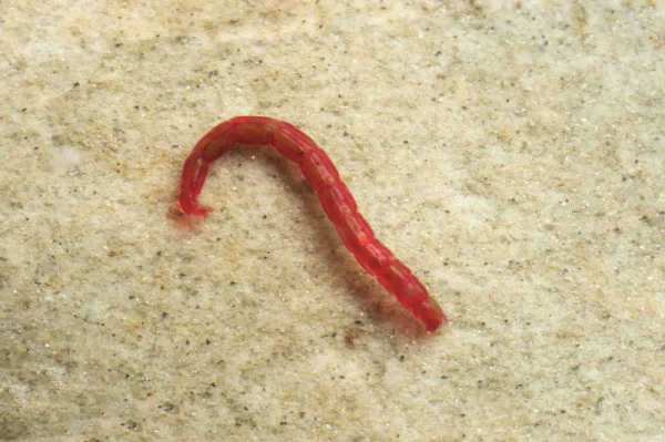 全國多地湧出“撈蟲人”，據說一天可以賺一萬！背後隱藏著什麼呢