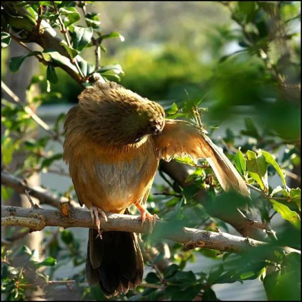 60多張雙比翼鳥圖欣賞