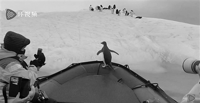 企鵝為躲避海豹搭遊客順風船回到冰山上